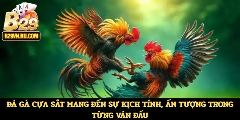 Đá gà cựa sắt mang đến sự kịch tính, ấn tượng trong từng ván đấu