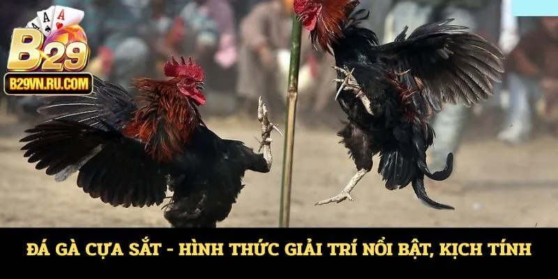 Đá gà cựa sắt