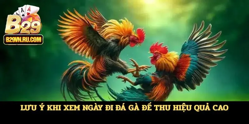 Lưu ý khi xem ngày đi đá gà để thu hiệu quả cao