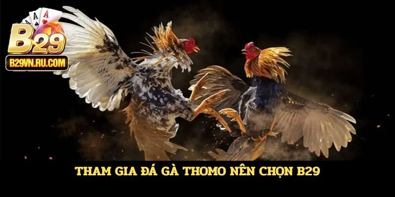 Tham gia đá gà Thomo nên chọn B29